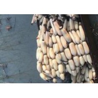 【供】求購(gòu)淺水蓮藕種苗